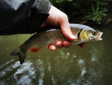 Litavka above the confluence with Berounka