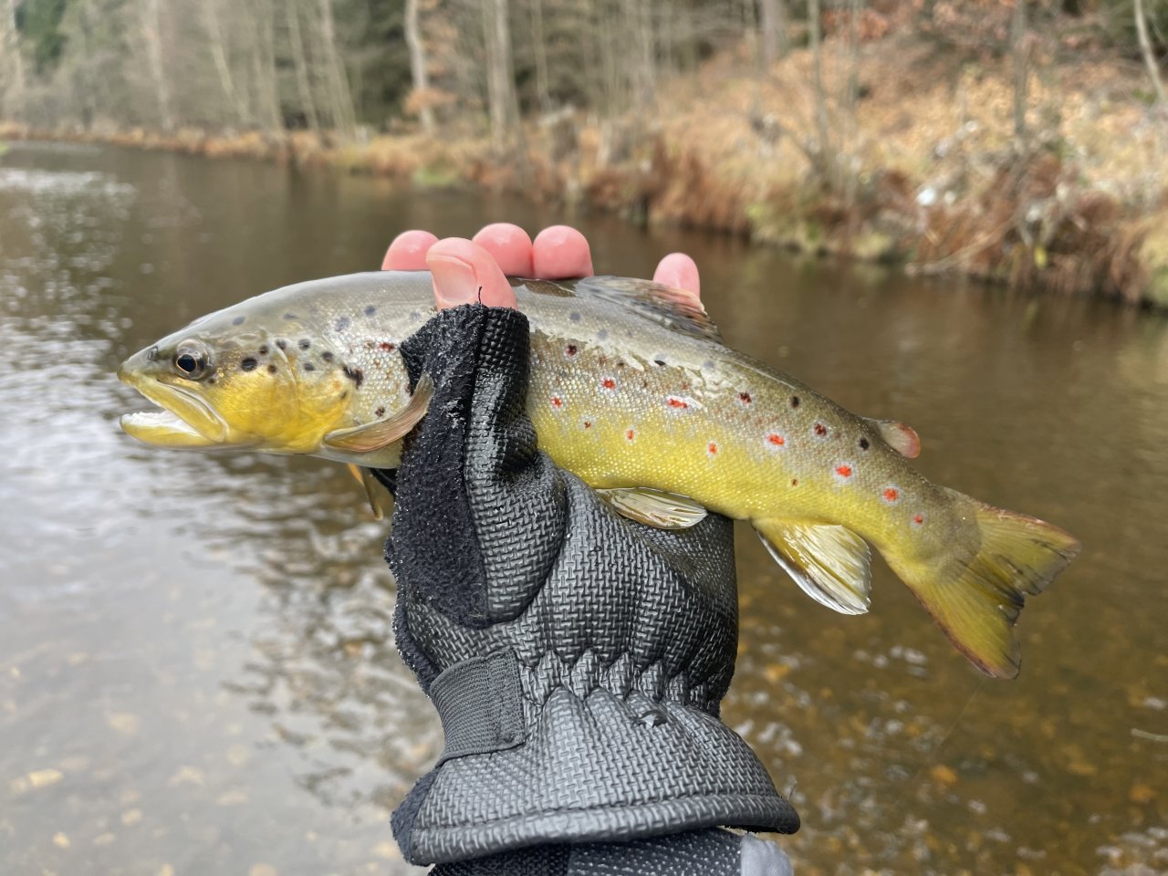 Svatava near the gardening colony in Svatava