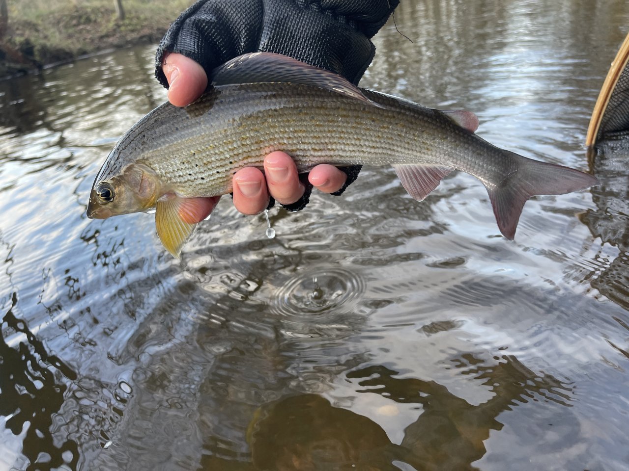 Svatava under the sewage treatment plant in Svatava