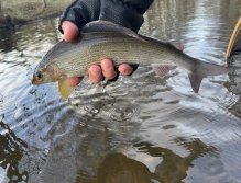 Svatava under the sewage treatment plant in Svatava