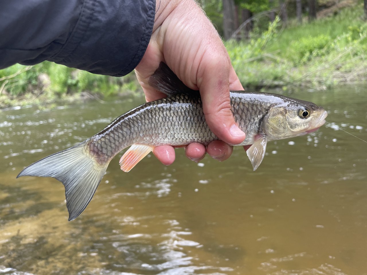 Mal�e near Kaplice