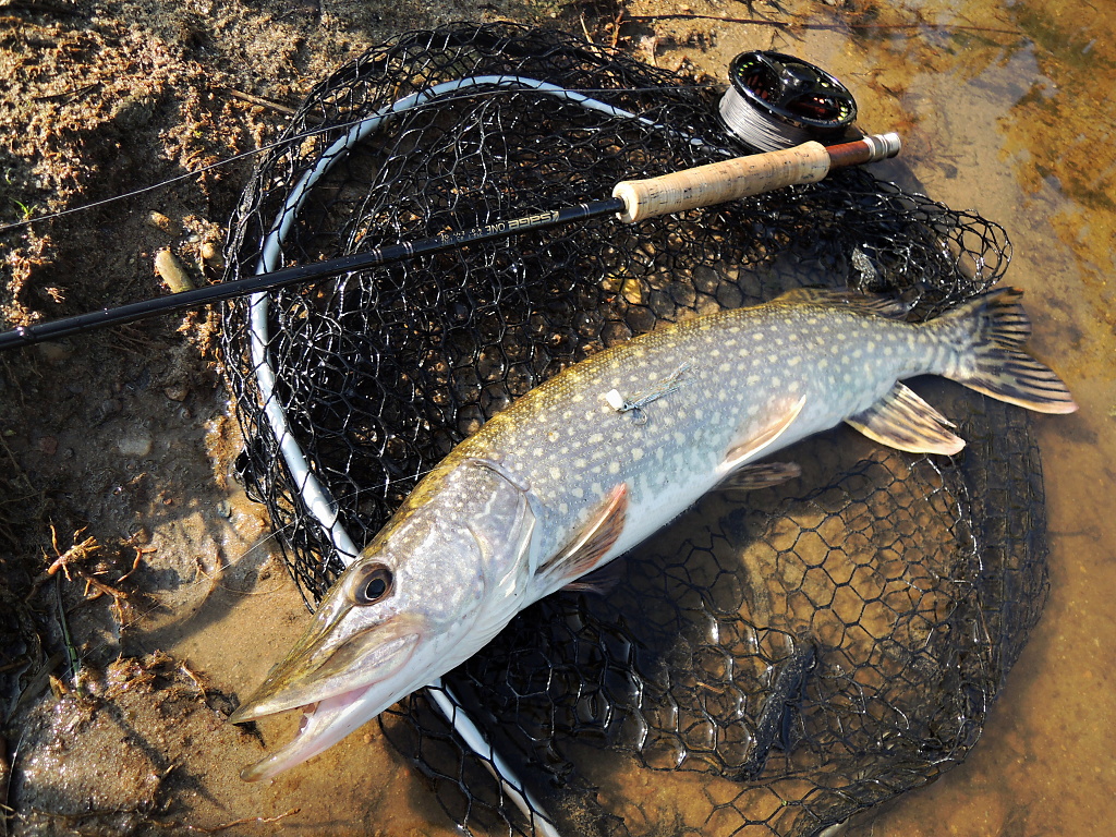 Nice October pike caught on my AR Suspender Fish Fry Sparkler Streamer posing in the Stillwater Landing Net Fencl Folding Telescopic.