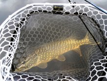 Tiger pike rests in a spacious landing silicone net, which is very durable and extremely gentle for fish!