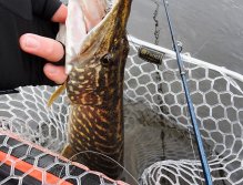 Now just take my big perch streamer out of the pike's mouth by my frozen fingers and this beautiful predator will be free again!