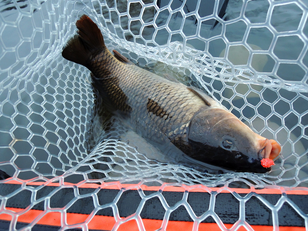 Dark carp caught on a distinctly colored blob is in such a spacious and soft silicone net as in a duvet! ;-)