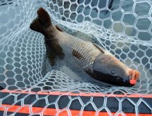 Dark carp caught on a distinctly colored blob is in such a spacious and soft silicone net as in a duvet! ;-)