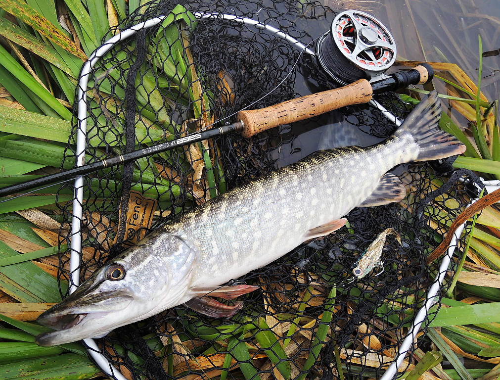 The nice autumn pike couldn't resist the golden imitation of a perch lying next to in a landing net. Stillwater Landing Net Fencl Folding Telescopic is an excellent conveniently portable landing net for catching all sizes of fish!