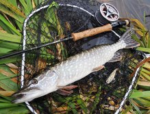 The nice autumn pike couldn't resist the golden imitation of a perch lying next to in a landing net. Stillwater Landing Net Fencl Folding Telescopic is an excellent conveniently portable landing net for catching all sizes of fish!