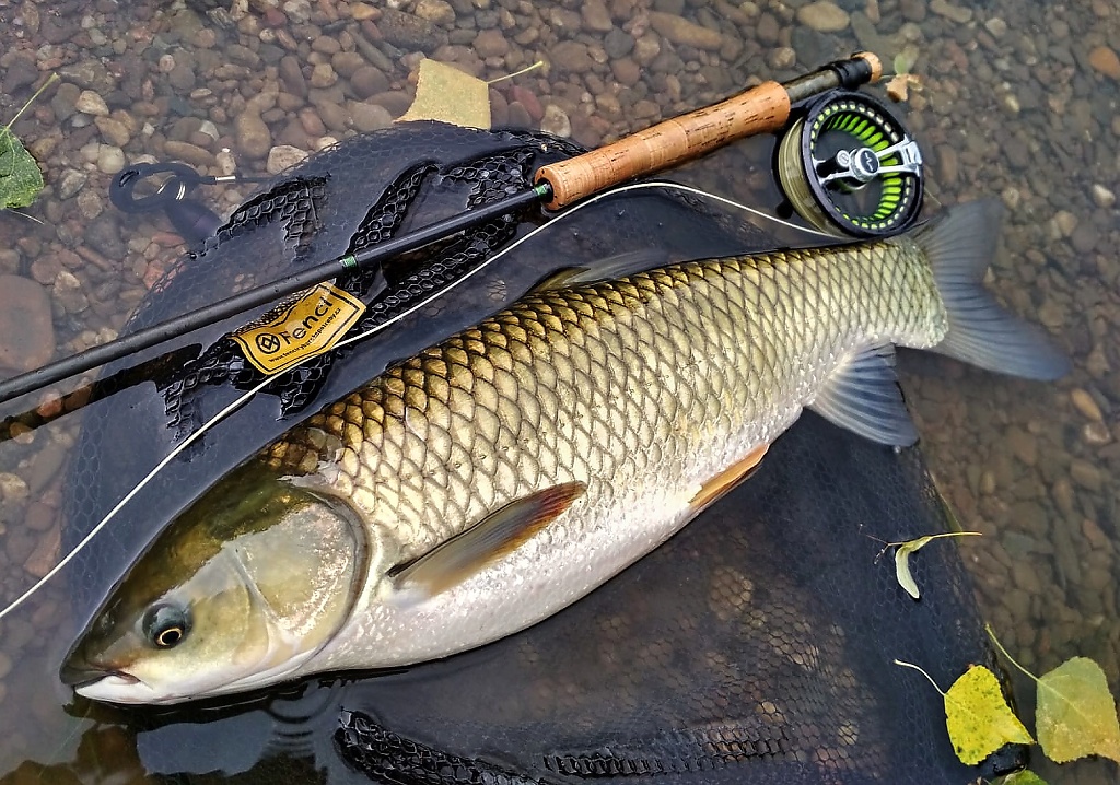 Another beautiful grass carp from the river stream. On a big river, you never know what will happen, but it's good to be prepared for the impossible and to have in your fly box, for example, imitations of water algae and grass, which I use for grass carp 