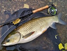 Another beautiful grass carp from the river stream. On a big river, you never know what will happen, but it's good to be prepared for the impossible and to have in your fly box, for example, imitations of water algae and grass, which I use for grass carp