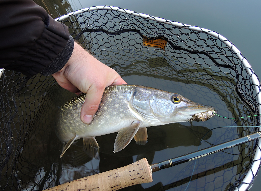 One beautiful pike from the last day of the fishing season 2020! All it took was a perch streamer, a hunter's instinct, and then only one experienced "karate swing" with a folding telescopic landing net Fencl and pike was in the net! :-)