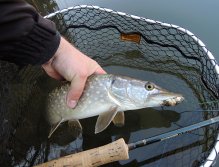 One beautiful pike from the last day of the fishing season 2020! All it took was a perch streamer, a hunter's instinct, and then only one experienced "karate swing" with a folding telescopic landing net Fencl and pike was in the net! :-)