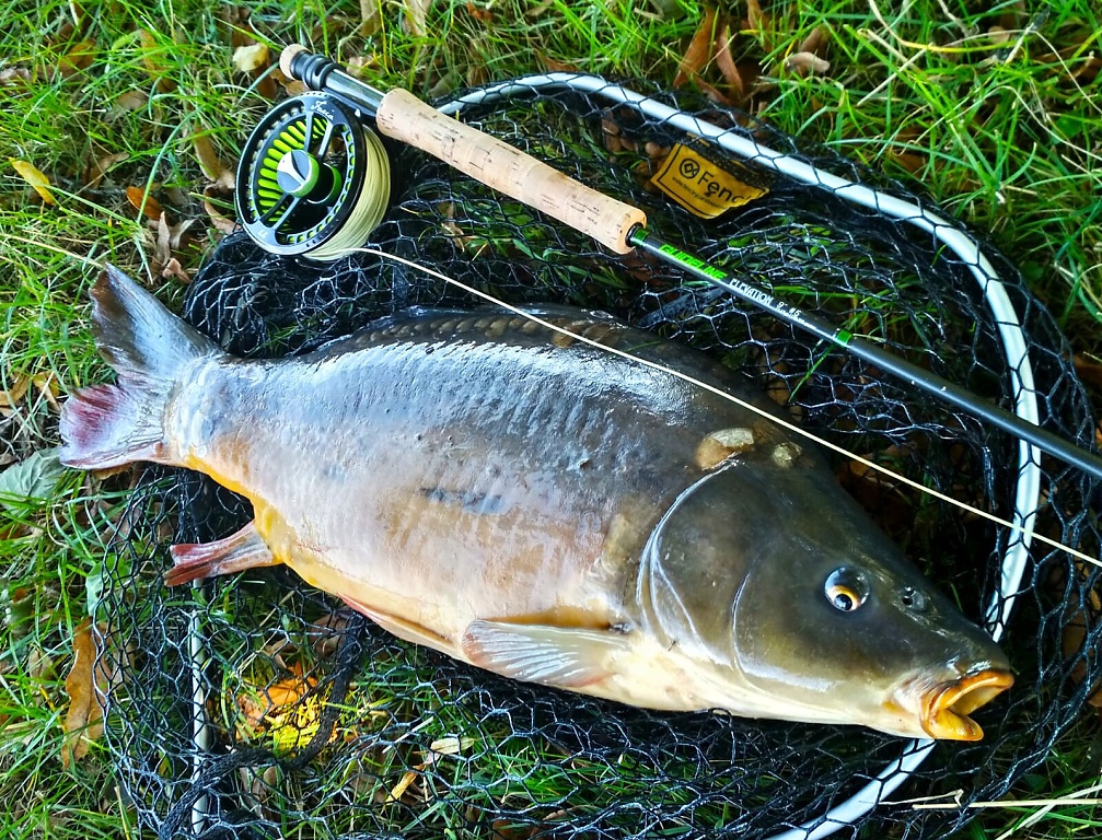 A nice indigenous mirror carp from one of my favorite summer stalkings of subsurgace carp on forgotten blind river arms.