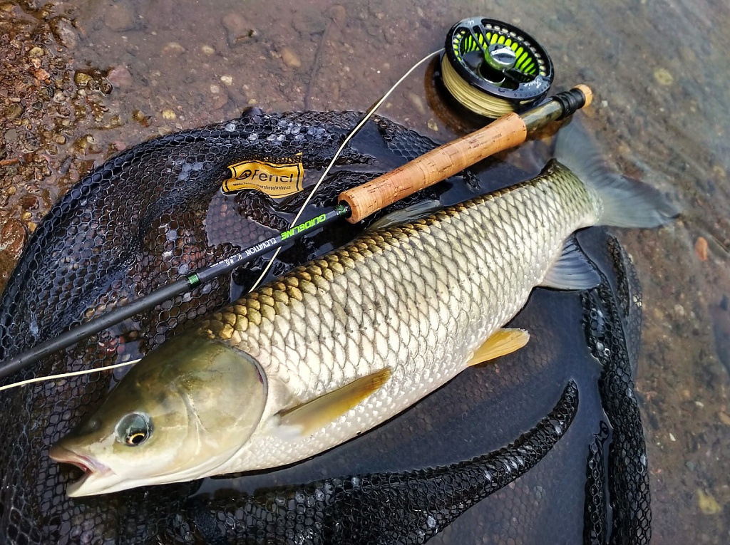 Even with this size, river grass carp are incredibly fighting fish and can fight beautifully on a 5wt rod. With their strong lunges, they boldly match their 2x larger fish from still water fighting on a rod of the 9wt category.