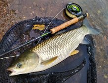 Even with this size, river grass carp are incredibly fighting fish and can fight beautifully on a 5wt rod. With their strong lunges, they boldly match their 2x larger fish from still water fighting on a rod of the 9wt category.