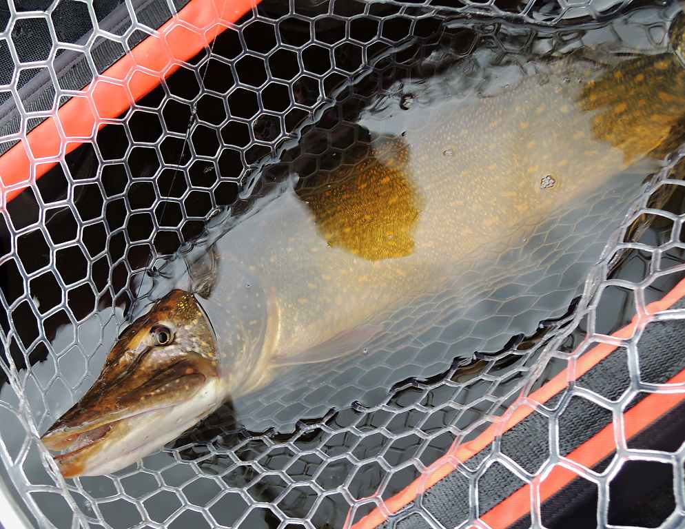 If you have a really big fish on your rod, you don't want to leave the last moments of the fight with it - its safe landing - to chance. If you do, you may lose it! During my autumn and winter expeditions for predatory fish, I always rode with a large net