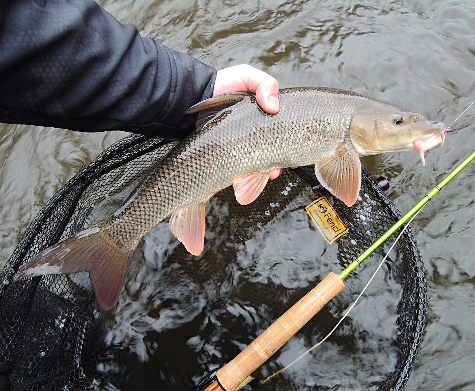 Another beautiful river barbel friendly posing before release with a Fly Fishing Landing Net With Magnet Fencl King 2 Nature XL and my fly rod!