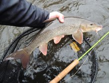 Another beautiful river barbel friendly posing before release with a Fly Fishing Landing Net With Magnet Fencl King 2 Nature XL and my fly rod!