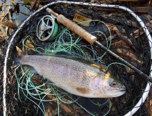 A nice autumn rainbow of standard size from small stillwater.