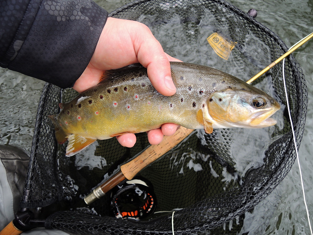 The Czech brown trout is simply an exceptional and beautiful colorful native fish that deserves freedom in any size and in any situation!