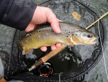 The Czech brown trout is simply an exceptional and beautiful colorful native fish that deserves freedom in any size and in any situation!