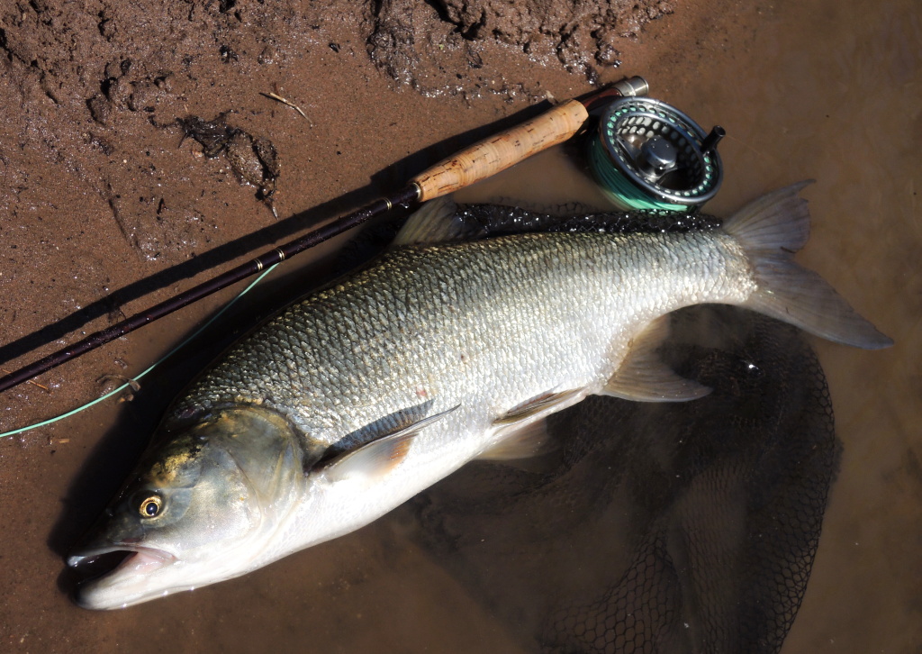 River asp is a great sport fish and can bravely and fairly fight in a strong river current on fly fishing equipment! If you haven't fished yet, be sure to try it, it's fun!