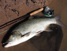 River asp is a great sport fish and can bravely and fairly fight in a strong river current on fly fishing equipment! If you haven't fished yet, be sure to try it, it's fun!