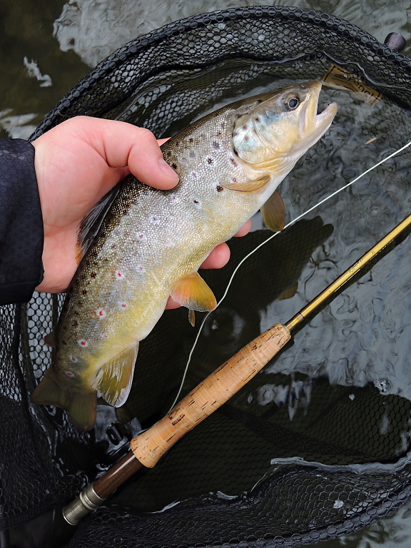 Another beautiful specimen of Salmo Trutta Morpha Fario from the first day of the trout season! A faithful buddy in the form of the Fly Fishing Landing Net With Magnet Fencl King 2 Nature L must not be missing, of course!