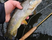 Another beautiful specimen of Salmo Trutta Morpha Fario from the first day of the trout season! A faithful buddy in the form of the Fly Fishing Landing Net With Magnet Fencl King 2 Nature L must not be missing, of course!