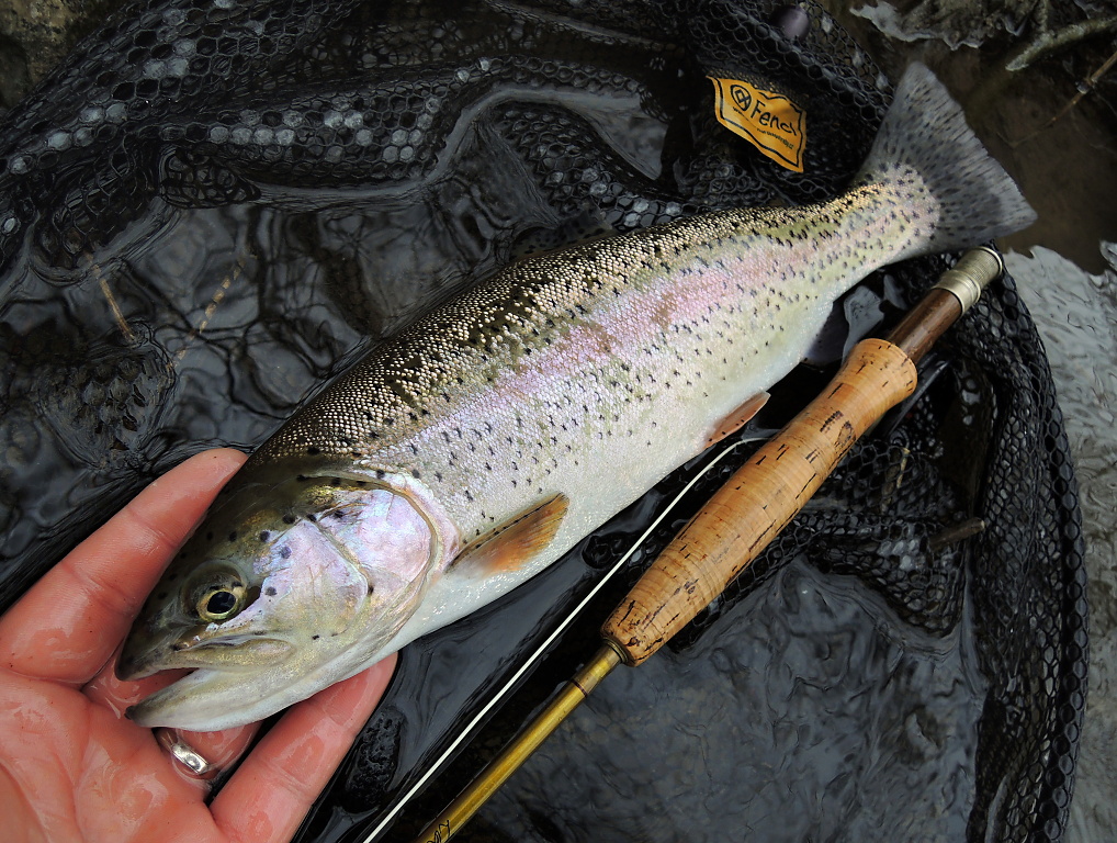 The older river rainbow trout did not resist and ate my nymph under the fallen trunk. After a thrilling duel, in which I finally won, he was landed, carefully photographed and quickly released back into his pool!