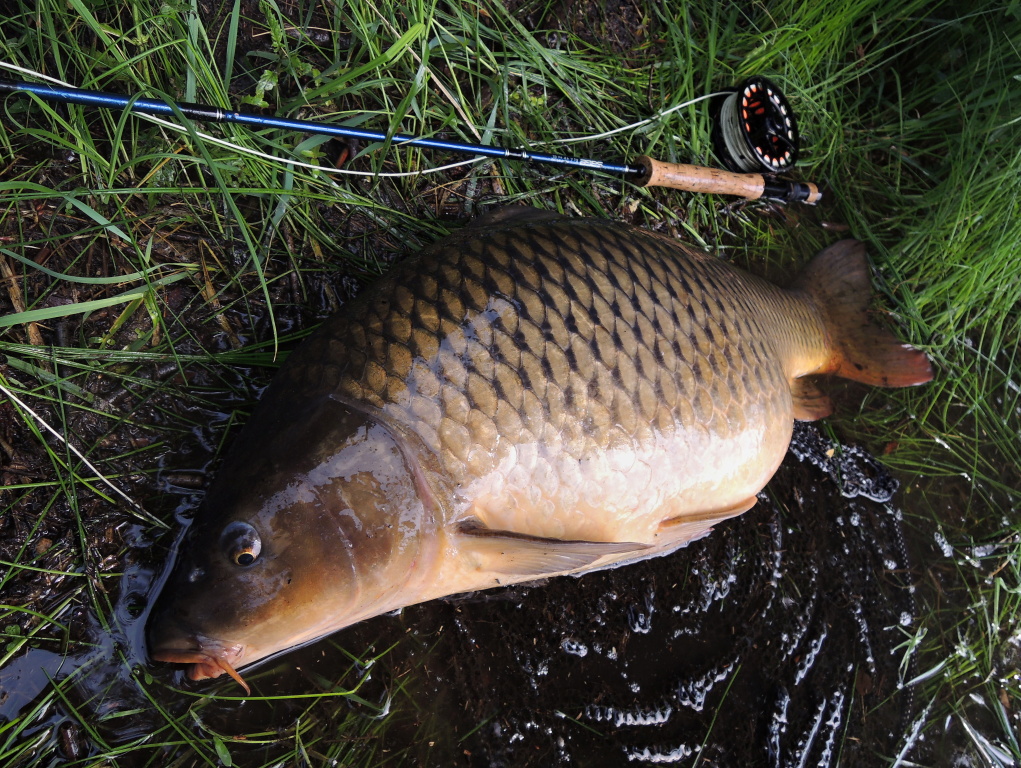 To net and handle such a large carp, you need a quality and maximally reliable landing net with a solid frame, a longer handle, a deep and rubberized net, which will be as gentle as possible for a large fish!