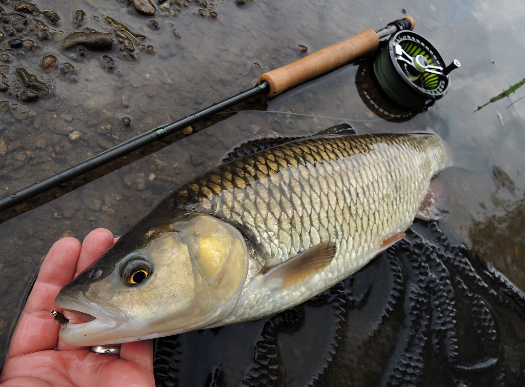 Large summer chub caught on my simple and versatile nymph AR Gold Head Hare�s Ear Tungsten Nymph! Quick photo on a soft net and he can be safely returned to his river.
