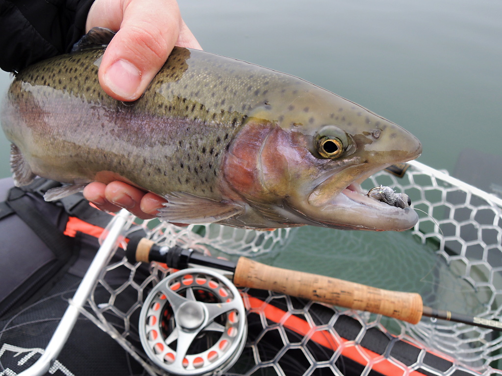 This rainbow trout pleasantly surprised me during my autumn fishing for perch and zander on my favorite larger fish fry Booby Streamers with a super-fast sinking line.
