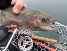 This rainbow trout pleasantly surprised me during my autumn fishing for perch and zander on my favorite larger fish fry Booby Streamers with a super-fast sinking line.
