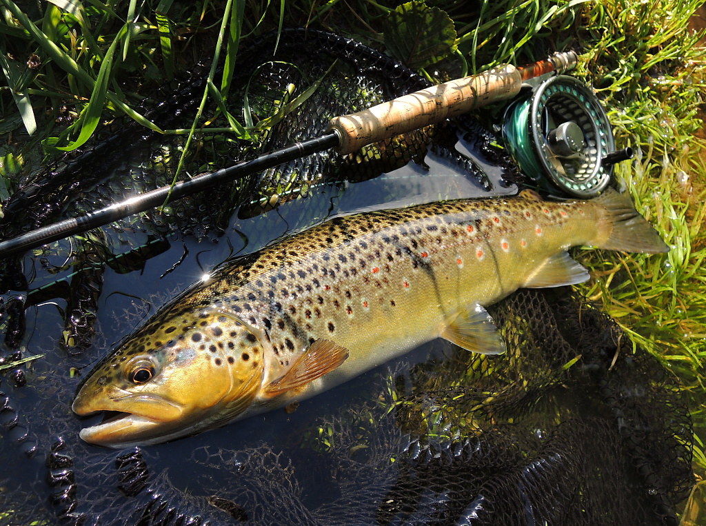A beautiful brown trout caught on a sunny summer morning on my favorite childhood water! Beautiful and for me absolutely perfect wild fish with an impressive color, which deserves to pay the highest tribute!