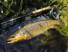 A beautiful brown trout caught on a sunny summer morning on my favorite childhood water! Beautiful and for me absolutely perfect wild fish with an impressive color, which deserves to pay the highest tribute!
