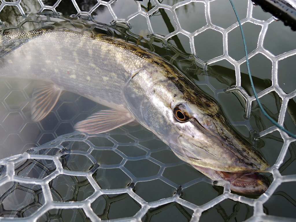 Even a nice smaller pike can't resist this landing net! ;-)