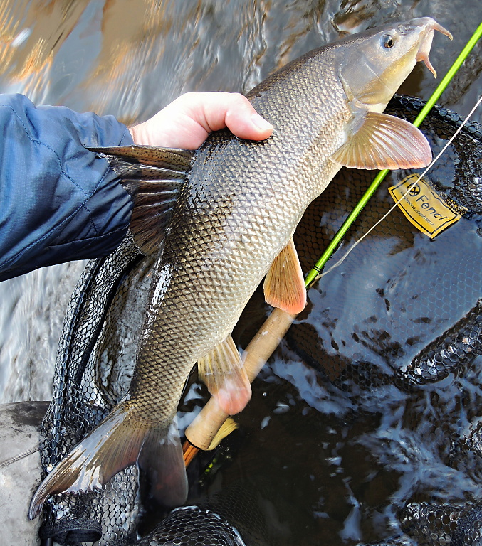 The beautiful River Queen is just leaving the Fly Fishing Landing Net With Magnet Fencl King 2 Nature XL, which is excellent for landing larger fish.