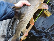 The beautiful River Queen is just leaving the Fly Fishing Landing Net With Magnet Fencl King 2 Nature XL, which is excellent for landing larger fish.