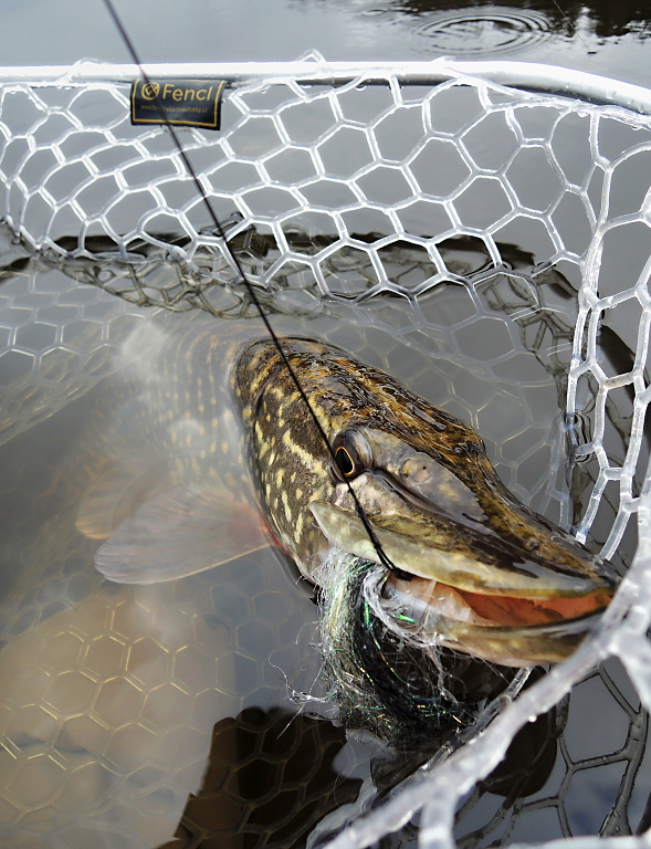 Face to face with a beautifully colored winter pike, which is just gaining strength in my favorite Stillwater Landing Net Silicone Fencl Folding Telescopic MAX, which I use when catching large predatory and carp fish!