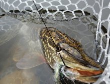 Face to face with a beautifully colored winter pike, which is just gaining strength in my favorite Stillwater Landing Net Silicone Fencl Folding Telescopic MAX, which I use when catching large predatory and carp fish!