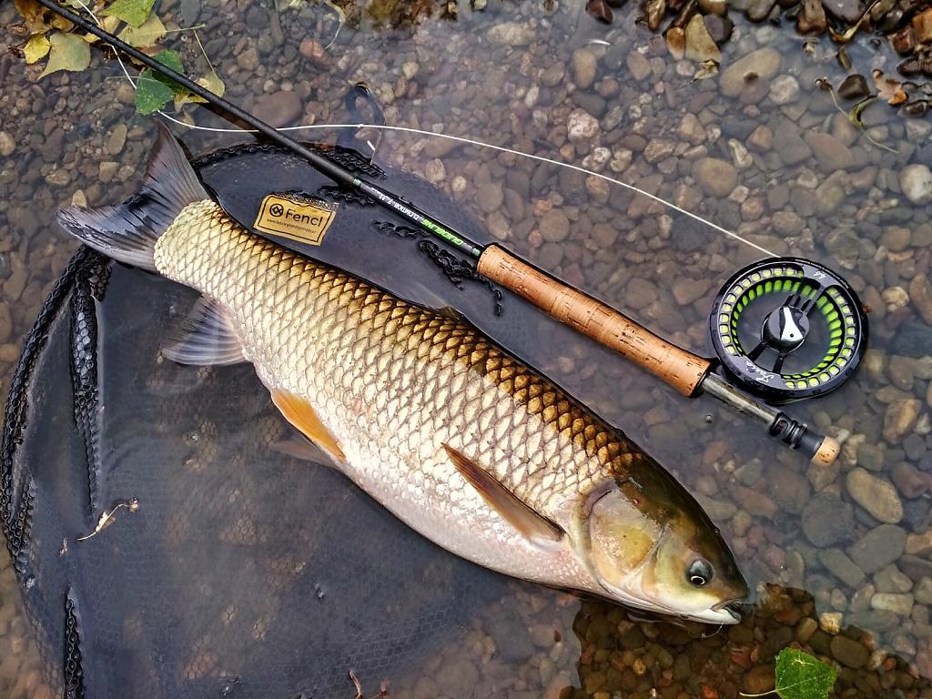 A wonderful memory of an unforgettable day with these torpedoes - river grass carp on a large non-trout river!