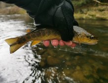 Trout season opening 2021