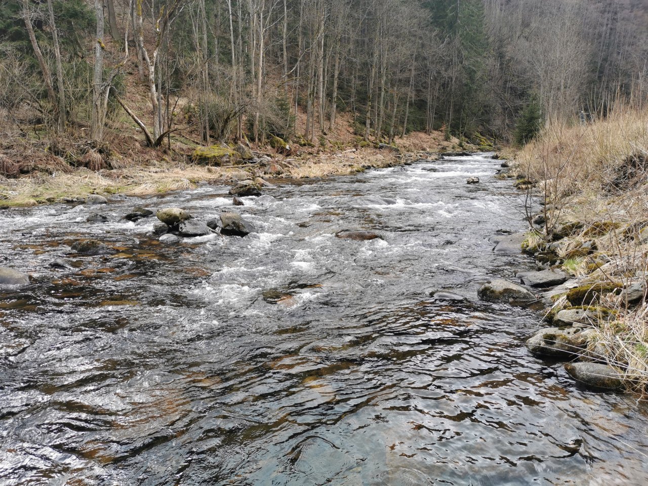 Trout season opening 2021