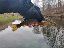 Trout season opening 2021