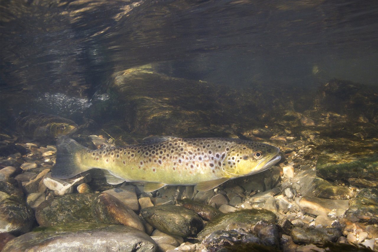 Brown Trout