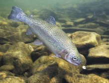 Rainbow Trout
