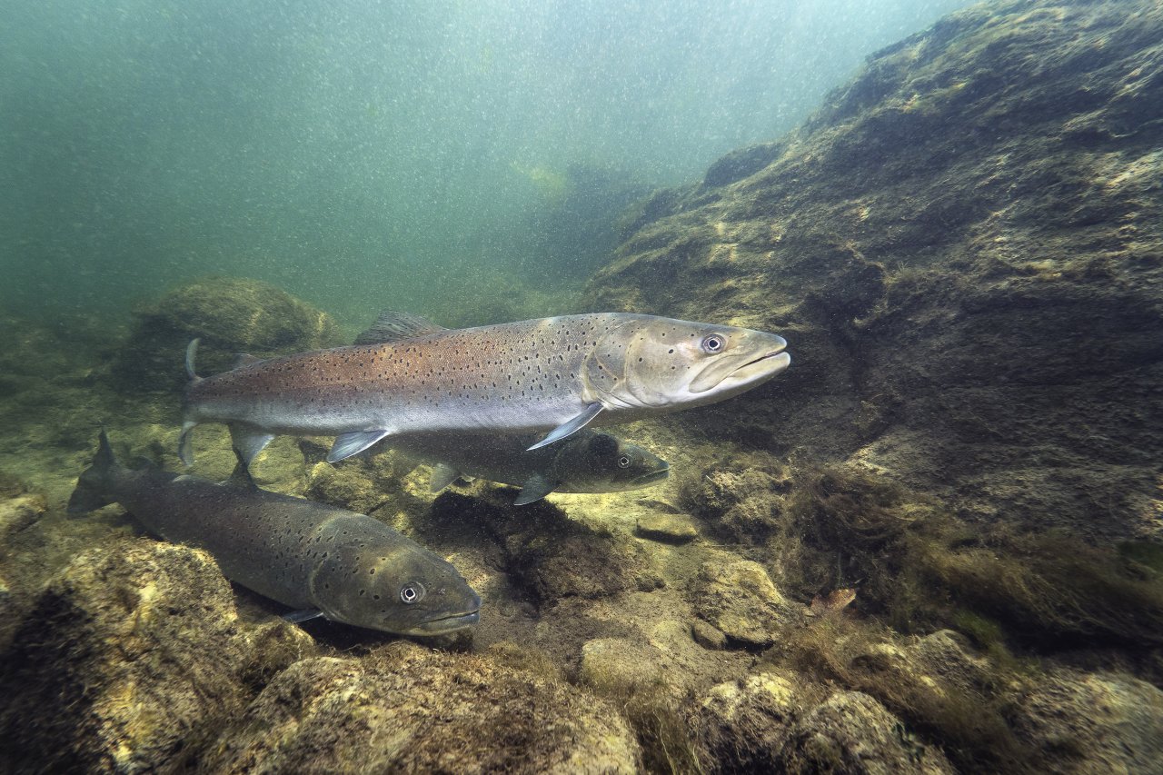 Danube salmon
