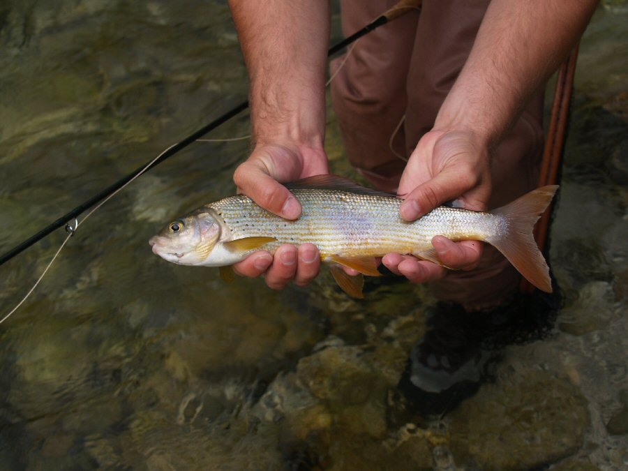 Smaller grayling from Sava Bohinjka