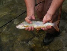 Smaller grayling from Sava Bohinjka